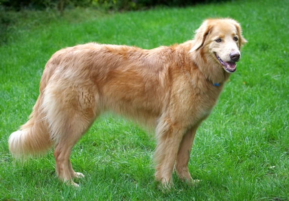 Waiting for action
Trefwoorden: Dog Dogs Hovawart Lisa