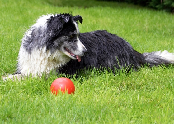 Nah, I'm not interested in the ball .........
Ключові слова: Ball Border Collie Collies Dog Dogs Polly Tongue