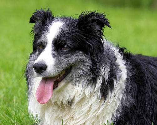 Jus' keeping an eye on things
Palabras clave: Border Collie Collies Dog Dogs Polly Tongue