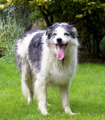 Are we gonna do something or not? .....
Ключові слова: Border Collie Collies Dog Dogs Joseph Tongue