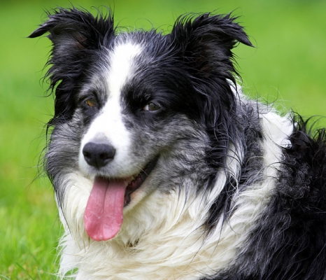 I just love this hanging around
Keywords: Border Collie Collies Dog Dogs Polly Tongue