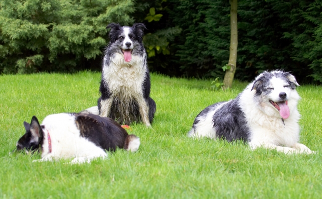 The best of friends
Anahtar kelimeler: Border Collie Collies Dog Dogs Joseph Polly Tessa Tongue