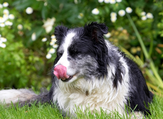 I am so tired.......
Ключови думи: Border Collie Collies Dog Dogs Polly Tongue