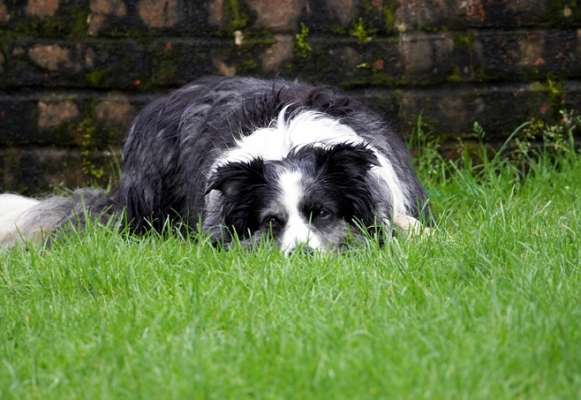 ........ I'll just hunker down
Ključne besede: Border Collie Collies Dog Dogs Polly