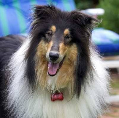 Cheeeeeeeeeeeeeese
Ключові слова: Collies Dog Dogs Rough collie Scooby Tongue
