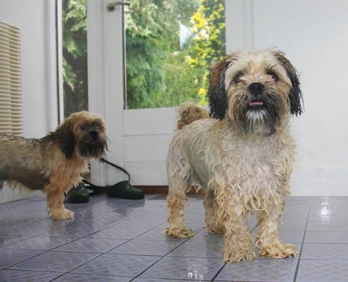 Are we finished?
Keywords: Dog Dogs Llasa apso Monty Pool Swimming Trigger