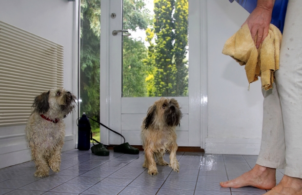 Who's going first?
Ključne besede: Dog Dogs Llasa apso Monty Pool Swimming Trigger