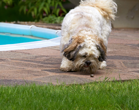 Oooh er, what's that?
Palabras clave: Dog Dogs Lhasa Apso Monte Tongue Trigger