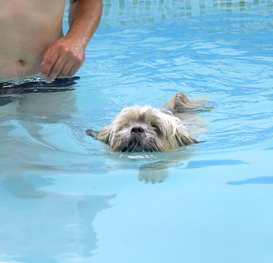 Stay close buddy
الكلمات الإستدلالية(لتسهيل البحث): Dog Dogs Lhasa Apso Monte Swimming Trigger