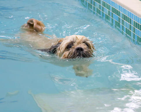 I see land!
Klíčová slova: Dog Dogs Lhasa Apso Monte Swimming Trigger