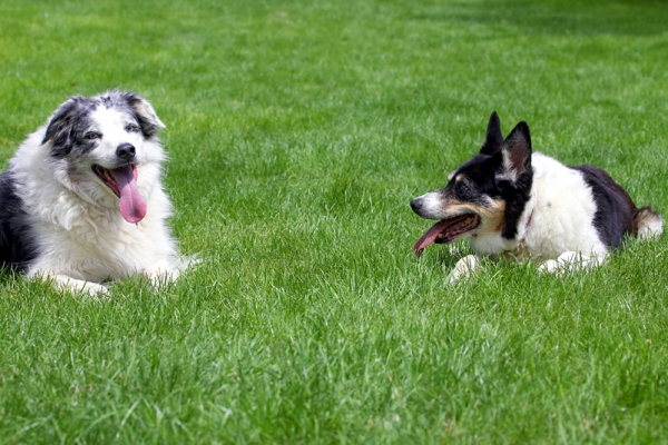 Jus' chillin' out
Ključne besede: Collie Dog Dogs Joseph Tess Tongue