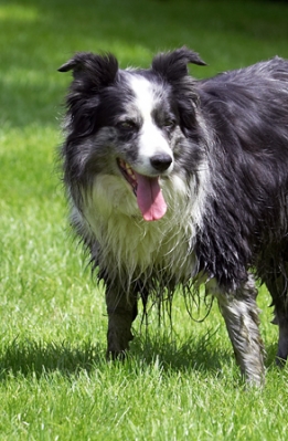 OK, where's the action?!...............
Anahtar kelimeler: Collie Collies Dog Dogs Polly Tongue