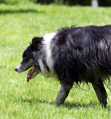 ............. none, well I'm off!.............
Schlüsselwörter: Collie Collies Dog Dogs Polly Tongue