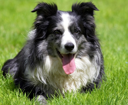 Alternatively, being on watch is kinda fun
Schlüsselwörter: Collie Collies Dog Dogs Polly Tongue