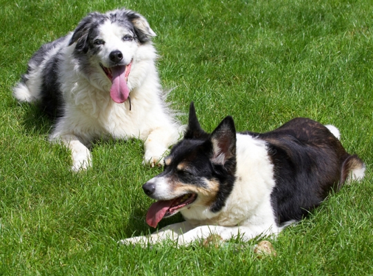 This is our favourite position
Ključne besede: Collie Collies Dog Dogs Joseph Tess Tongue