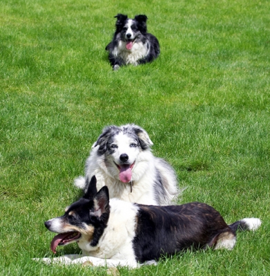 On alert
Palabras clave: Collie Collies Dog Dogs Joseph Polly Tess Tongue
