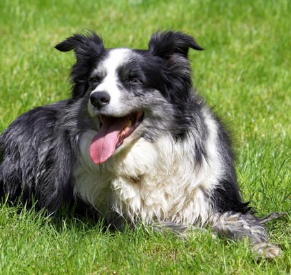 Wassup
Palabras clave: Collie Collies Dog Dogs Polly Tongue