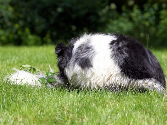 Oooh, just gotta scratch this itch
Keywords: Collie Collies Dog Dogs Polly Tongue