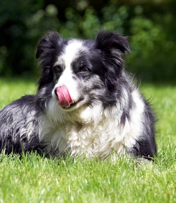 Just having a bit of a facial
Palabras clave: Collie Collies Dog Dogs Polly Tongue