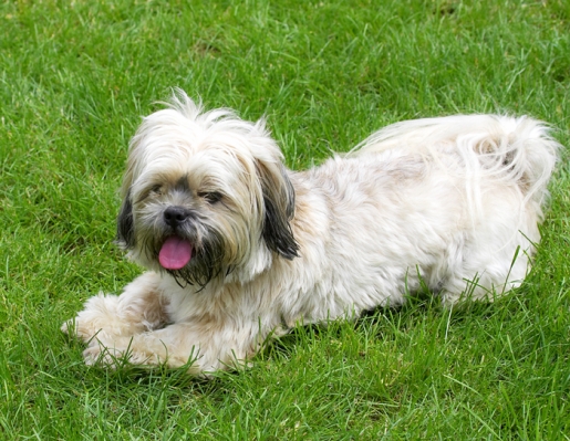 Jus' watching the world go by
Λέξεις-κλειδιά: Dog Dogs Lhasa Apso Monte Tongue Trigger