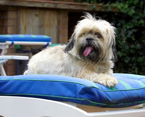 Ho hum it's a dog's life!
Keywords: Dog Dogs Lhasa Apso Monte Tongue Trigger