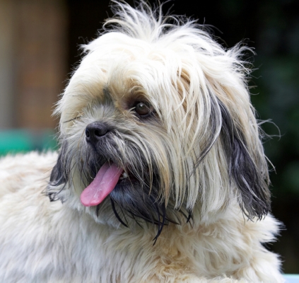 Jus' keeping cool
Palabras clave: Dog Dogs Lhasa Apso Monte Tongue Trigger