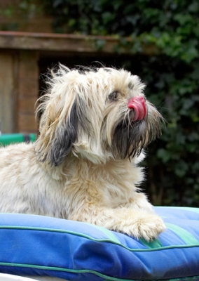 Hmmm, is that some breakfast left in my hair?
Λέξεις-κλειδιά: Dog Dogs Lhasa Apso Monte Tongue Trigger