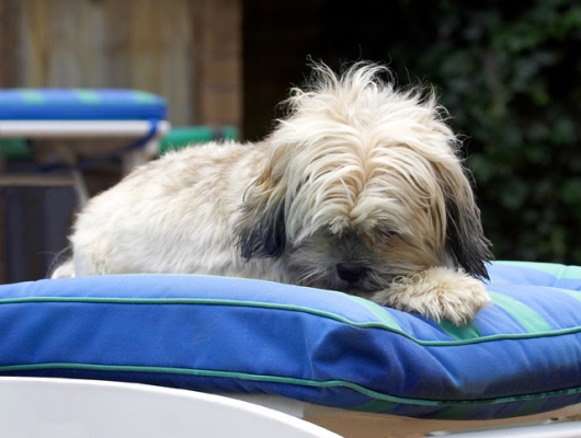 Time for a nap
Keywords: Dog Dogs Lhasa Apso Monte Tongue Trigger
