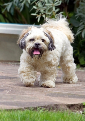 Off to do some expolorin'
الكلمات الإستدلالية(لتسهيل البحث): Dog Dogs Lhasa Apso Monte Tongue Trigger