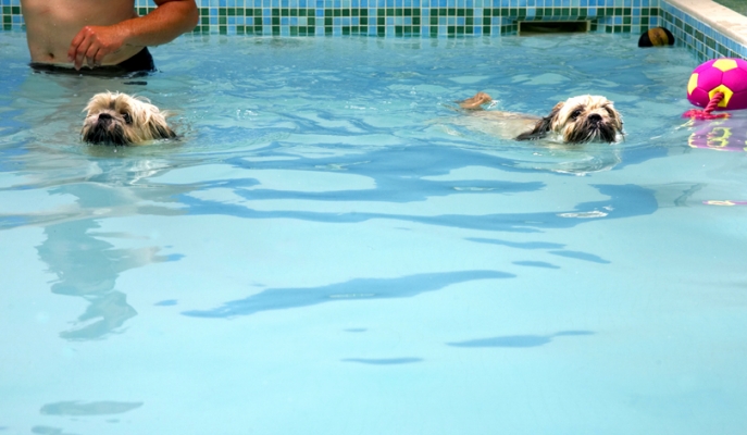 You go that way, I'll go this
Anahtar kelimeler: Dog Dogs Lhasa Apso Monte Swimming Trigger