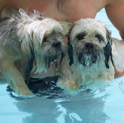 OK, who booked the swimming lessons?!
Avainsanat: Dog Dogs Lhasa Apso Monte Swimming Trigger