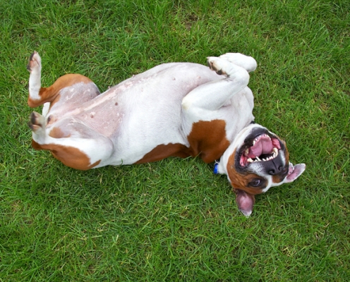 Hee, hee, hee
Λέξεις-κλειδιά: Dog Dogs Gypsy Staffordshire Bull Terrier