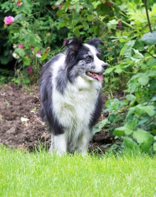 Jus' making sure I'm not missing anything
Ключови думи: Collie Dog Dogs Polly Tongue