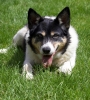 Dog_Albums-0002.jpg