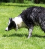 Dog_Albums-0012.jpg
