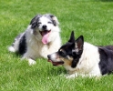 Dog_Albums-0018.jpg