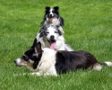 Dog_Albums-0022.jpg