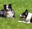 Dog_Albums-0034.jpg