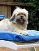 Dog_Albums-0036.jpg