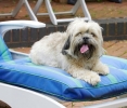 Dog_Albums-0045.jpg