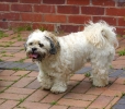Dog_Albums-0046.jpg