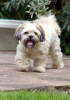 Dog_Albums-0049.jpg