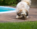 Dog_Albums-0051.jpg