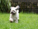 Dog_Albums-0052.jpg