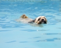 Dog_Albums-0085.jpg