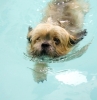 Dog_Albums-0128.jpg