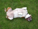 Dog_Albums-0135.jpg