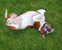 Dog_Albums-0136.jpg