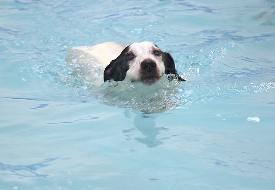 Look, Mom
Keywords: Jack Russell Laura Sam Swimming Terrier