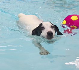 Ooh, I missed the ball
Avainsanat: Jack Russell Laura Sam Swimming Terrier